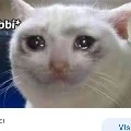 Nibbi