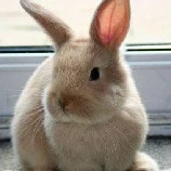 bunny kook