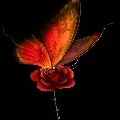butterflys