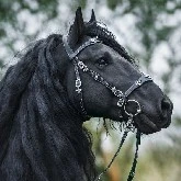 Lucifer (horse)