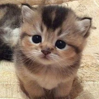 Kitty