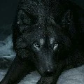lobo/Yone