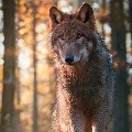 lobo/Millena