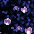 ARMY