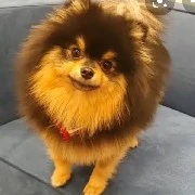 yeontan