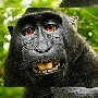 monyet