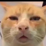 tác giả miêu yêu