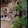 Copito (leopardo)