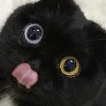 anak kucing