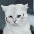 Author kitty 😸