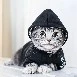 ยุนกิ(ในร่างเเมว)
