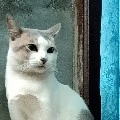 Neko (Lee family cat)