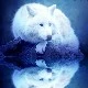 ynolf