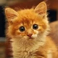 gizmo