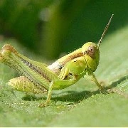 CRICKET🦗(the audience with🍿in story)