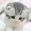 Baby Mello