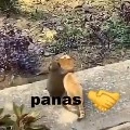 chicos