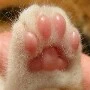 ไรท์ | คนเขียน