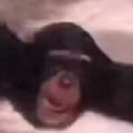 author_the_micky_mouse