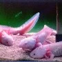Ajolotes