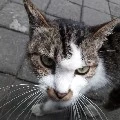 kucing jalanan