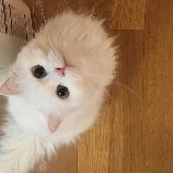 แมวขาว(ชาติม)