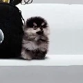 baby yeontan/tannie