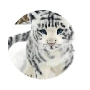 Eli - tigre-