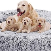 cachorros 😍