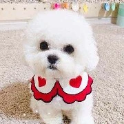 lola - cachorra de estefani-