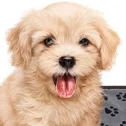 layla - cachorra de abigail-