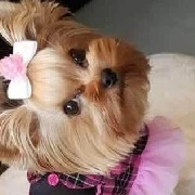 Zoe - cachorra de Sofia-