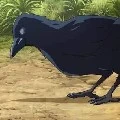 อีกาคาสุไก