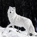 Zero