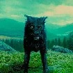 Sirius Black (dog form)