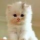 author cantik nan imut