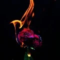 Fire Rose