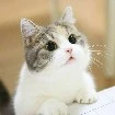 kucing