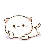 cat chu