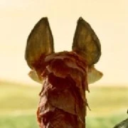 The fox