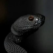 Zay/FL spirit pet