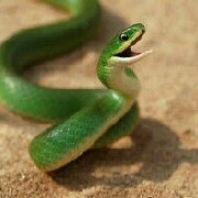 Small venom ( male )