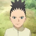 shikadai