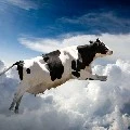 vaca voadora