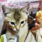 Minnucha