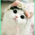 kucing imut