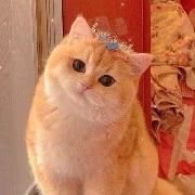 kitty