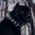 blak (mascota de elisa)
