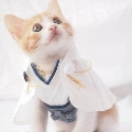 Lulu (kucing)