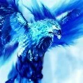 phoenix api biru